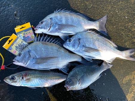 平磯港でクロダイ釣り