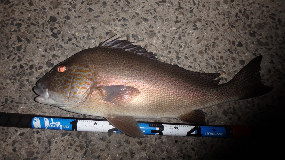 錦江湾半夜釣り