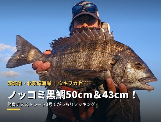 【北茨城海岸】ノッコミ黒鯛50cm・43cm連発！
