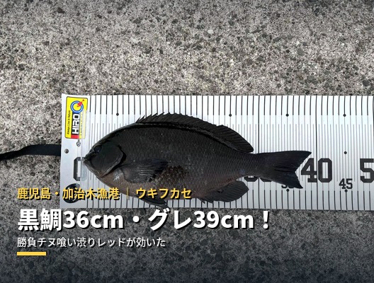 加治木漁港でチヌ36cm・グレ39cm！軽量単軸針の威力を実感