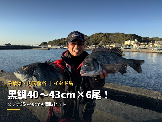 春の乗っ込み黒鯛シーズン到来｜金谷イタド島で黒鯛6尾・メジナ多数の爆釣レポート